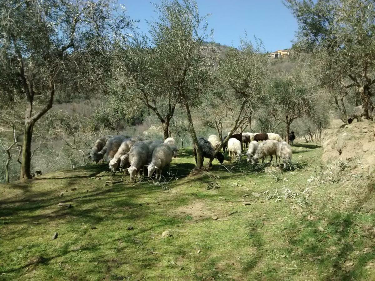Agriturismo Borgo Mocale Castelfranco di Sopra Eksteriør billede